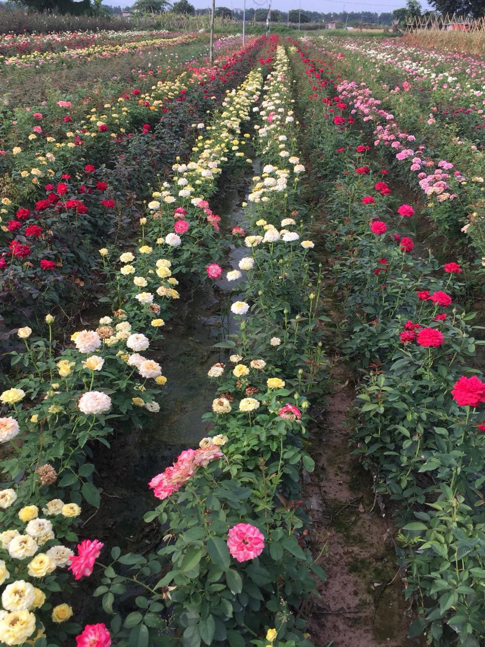 Cách trộn đất và bón phân cho hoa hồng khỏe đẹp
