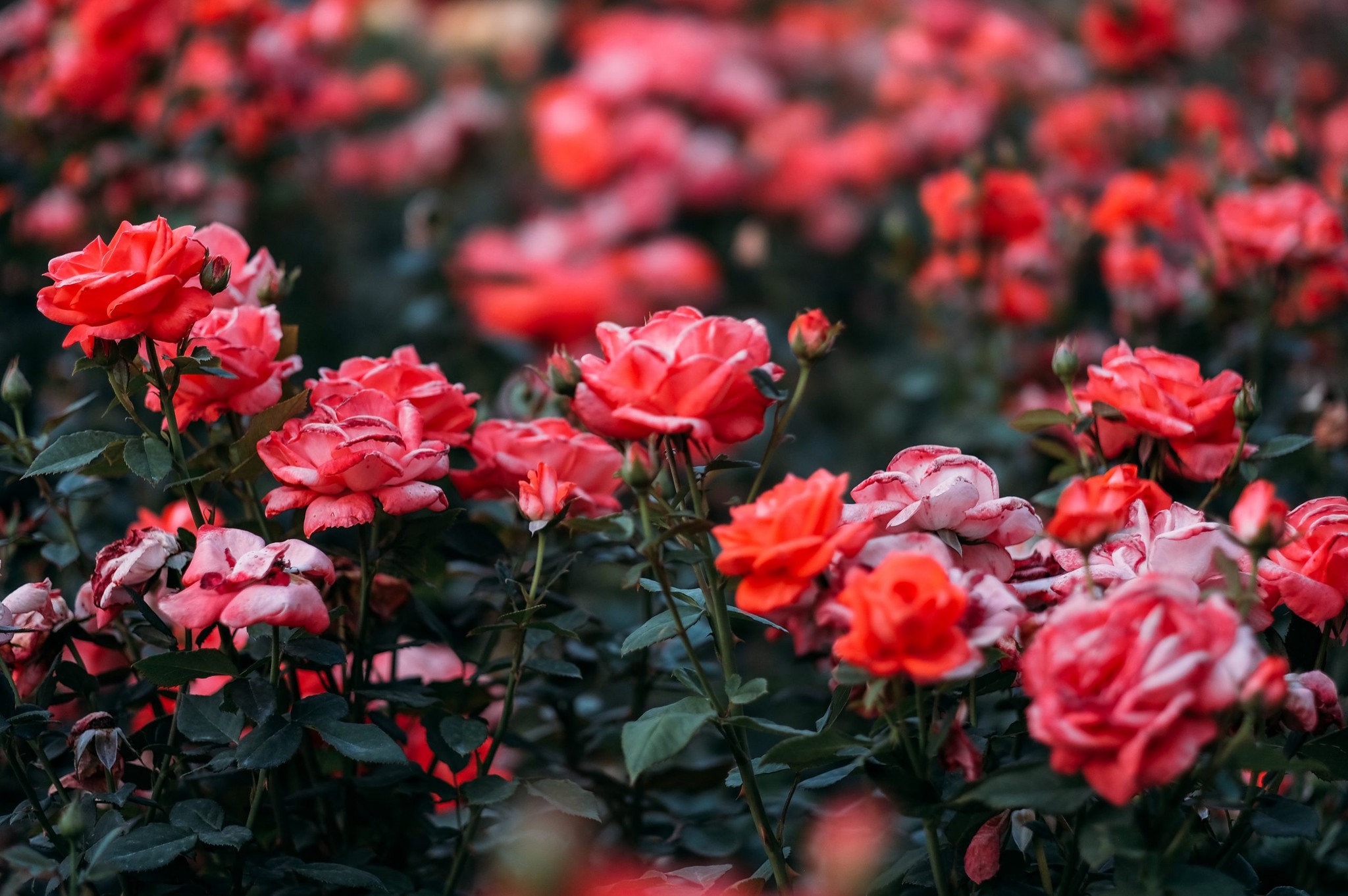 Hoa hồng đà lạt giá sỉ tại vườn – Có hoa mỗi ngày