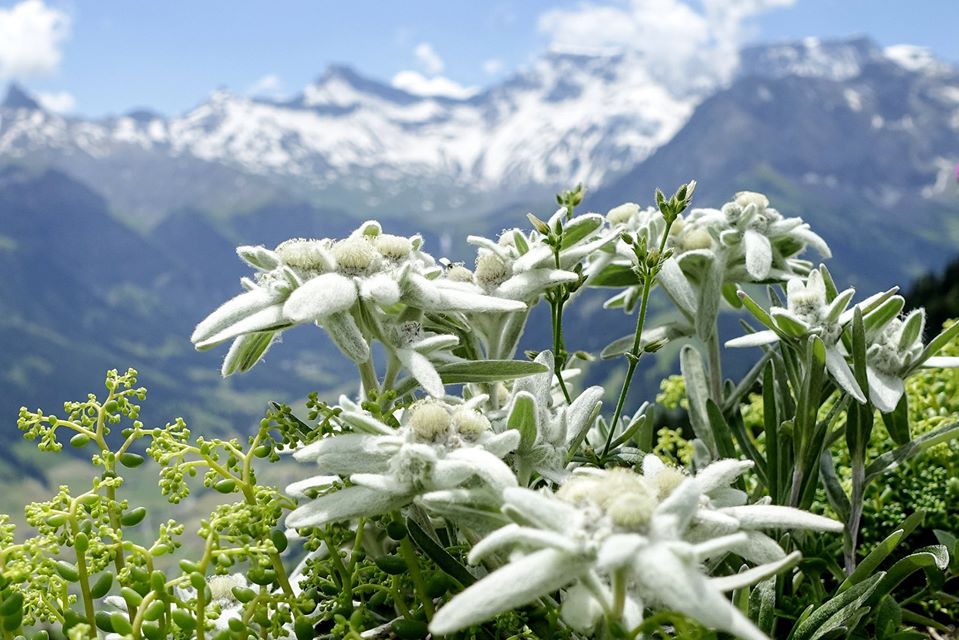 Hoa nhung tuyết sự trong trắng trong tình yêu