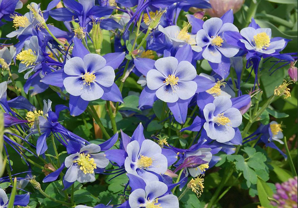 Giới thiệu về loài hoa lâu đẩu – Hoa đà lạt giá sỉ
